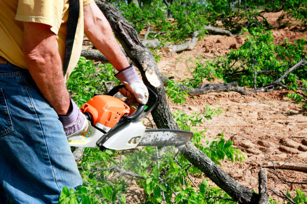 Best Large Tree Removal  in Catoosa, OK